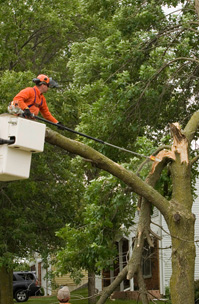 24 Hour Emergency Response Tree Service, Pruning, Logging, Vegetation Management, Stump Grinding, Chipping, Mulching