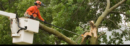 Woodland Industries Tree Services
